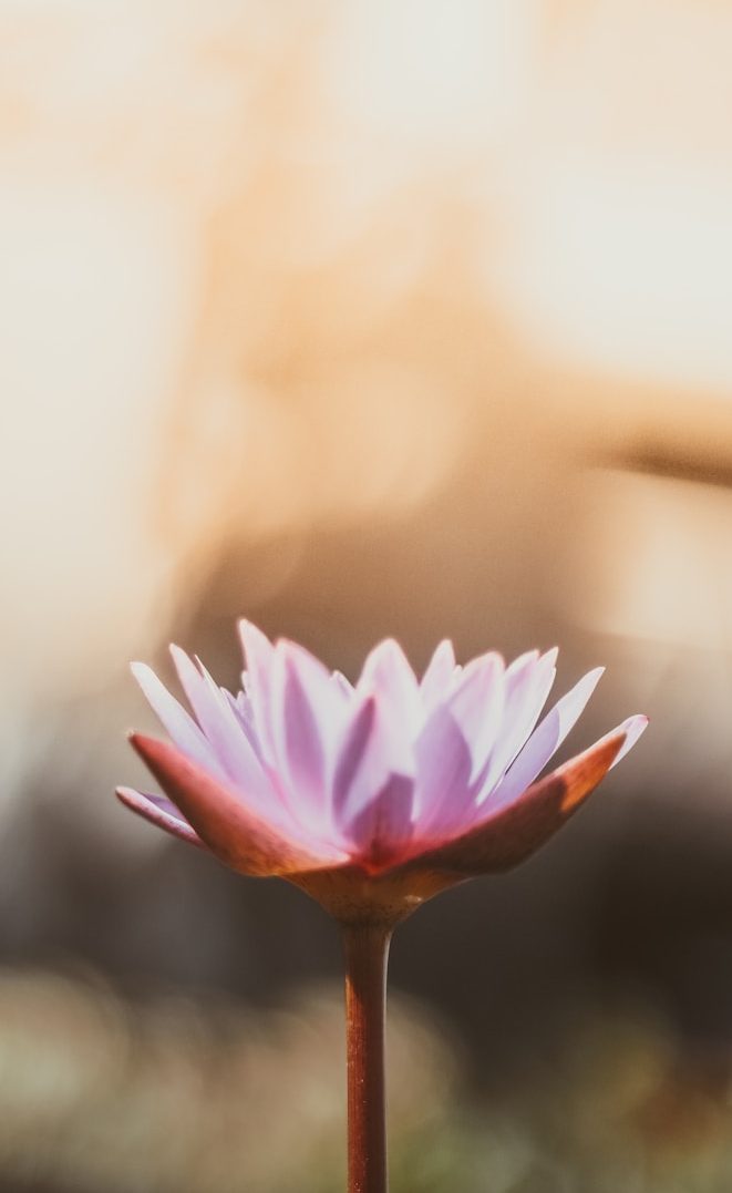 Lotusblüte Rosa Lotusblüte mit verschwommenem Hintergrund in Beige